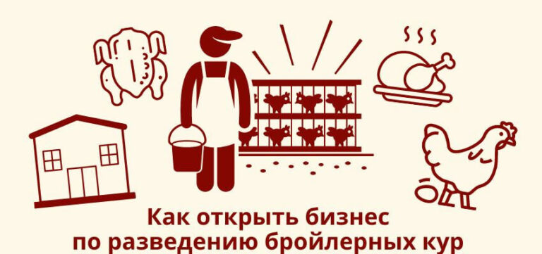 Как открыть выгодный бизнес по разведению бройлерных кур?